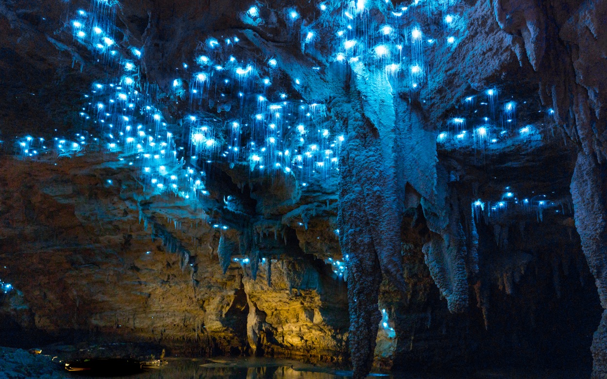 Watomo Glow – worm Caves, New Zealand